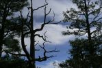 PICTURES/Bandera Volcano/t_Tree & Sky1.JPG